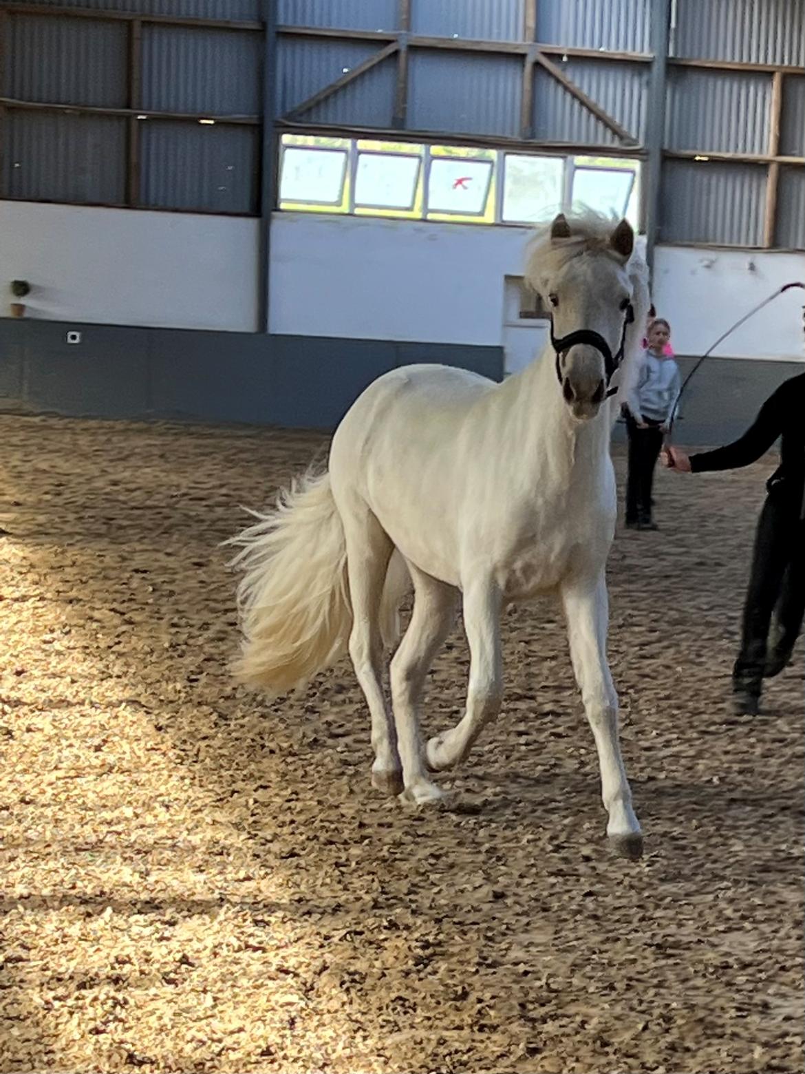 Islænder Sía fra Lundegårde billede 38