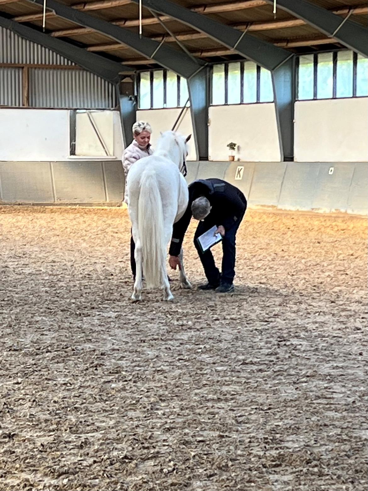 Islænder Sía fra Lundegårde billede 40