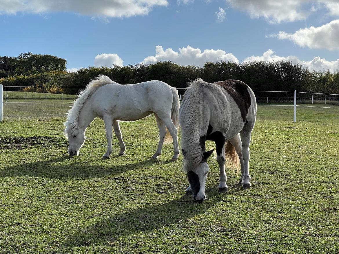 Islænder Sía fra Lundegårde billede 42