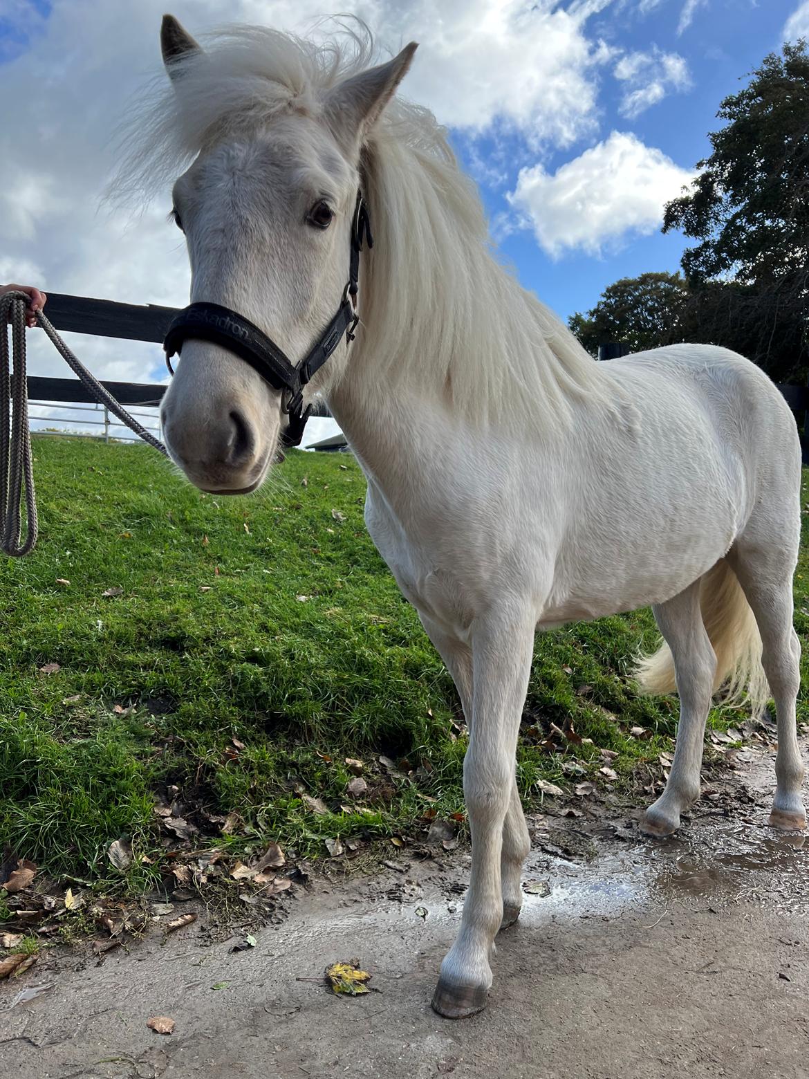 Islænder Sía fra Lundegårde billede 41