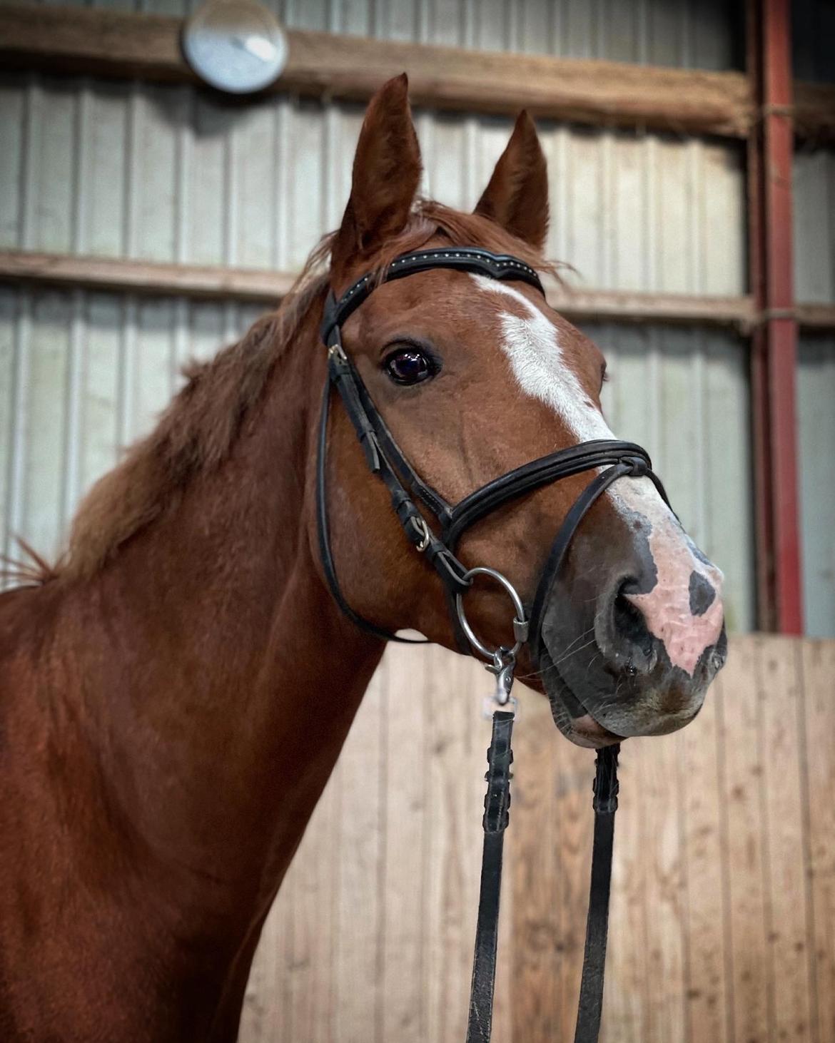 Dansk Varmblod Borregaards Camilo billede 36