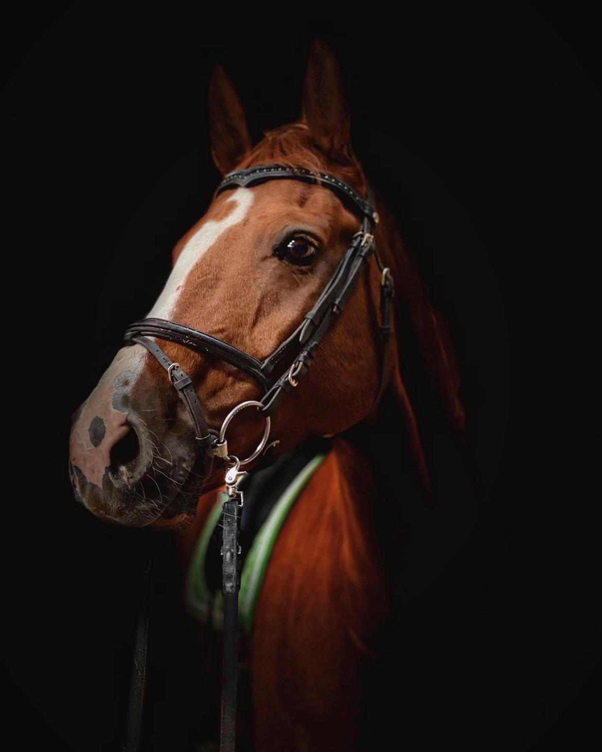 Dansk Varmblod Borregaards Camilo billede 1