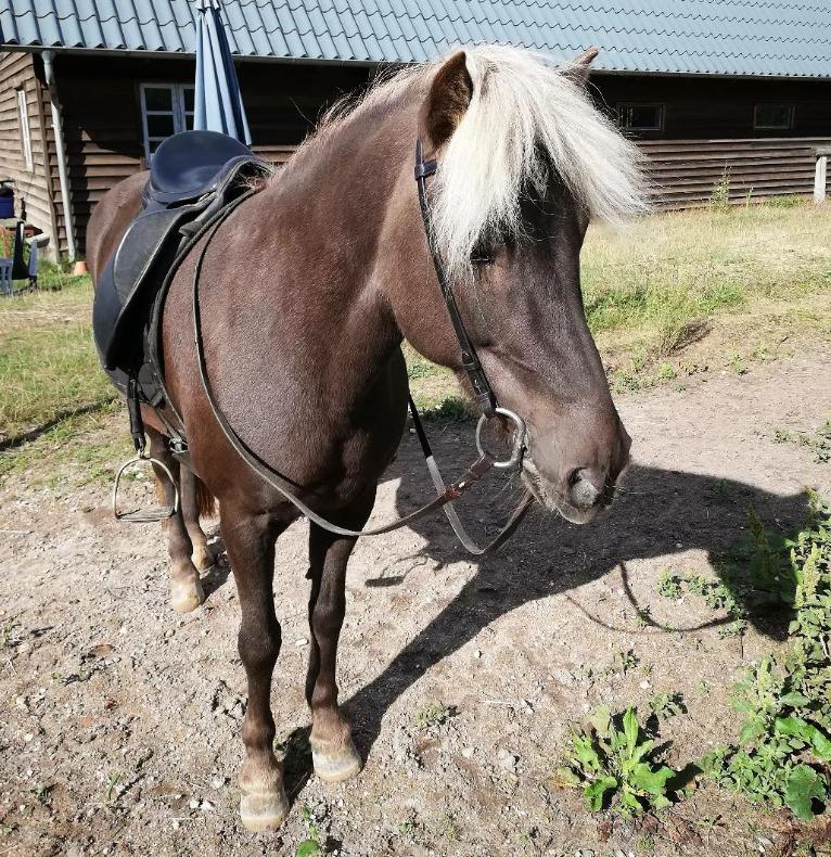 Islænder Elva Fra Torupgård - Ny trense billede 3