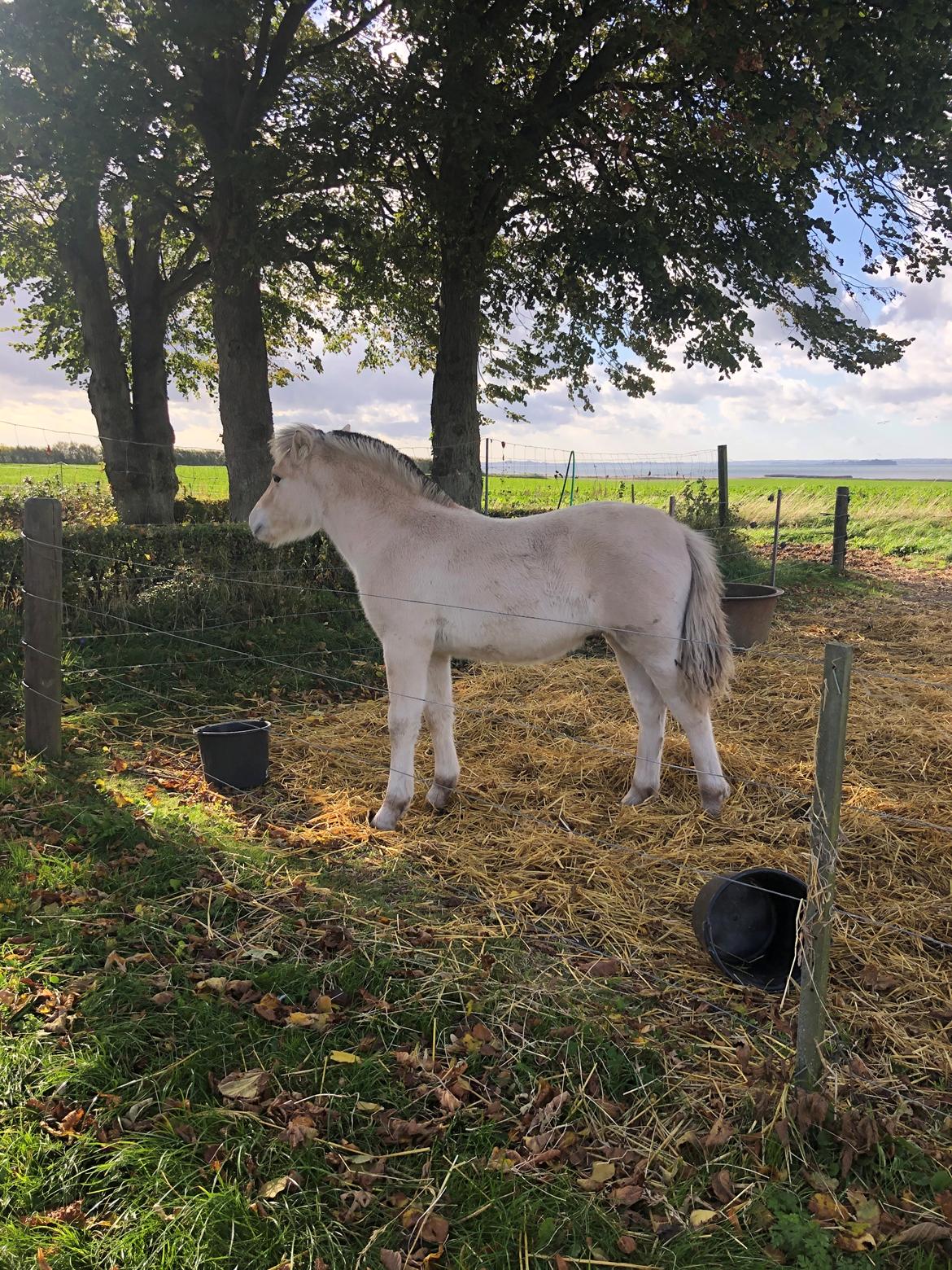 Fjordhest Freyr vangkilde - 4,5 måned pg 117cm høj billede 10