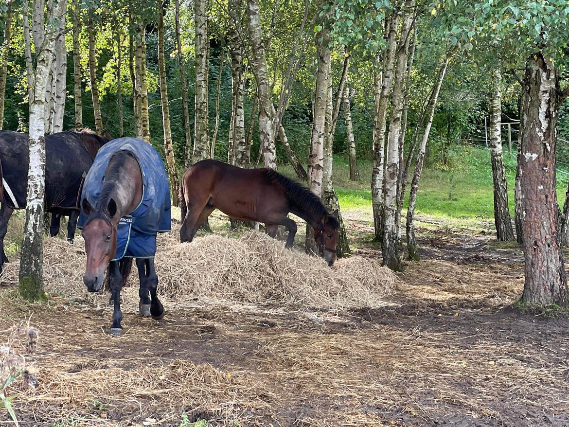 Traver LuciferMorningstar billede 14