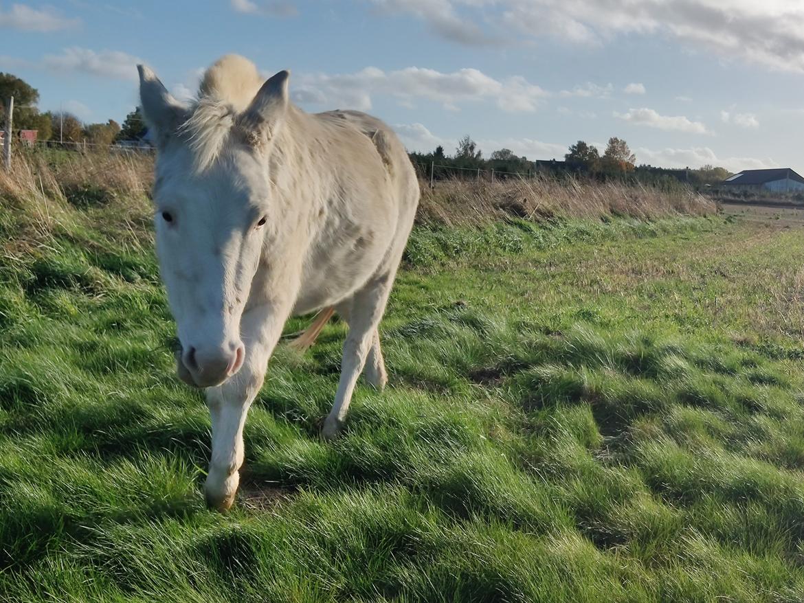 Anden særlig race Aithusa (Tøsen) billede 7