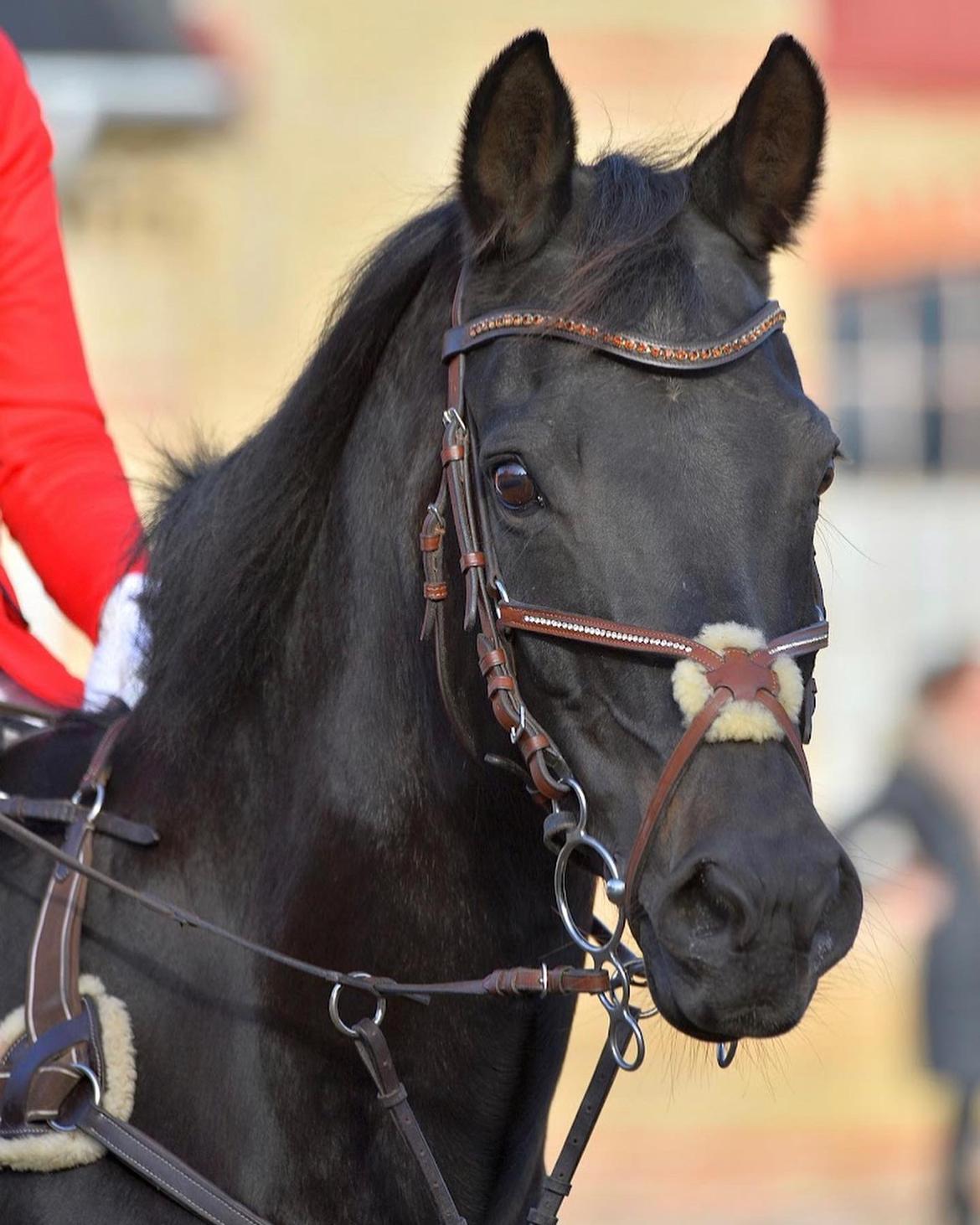 Tysk Sportspony Lady Chanel billede 2