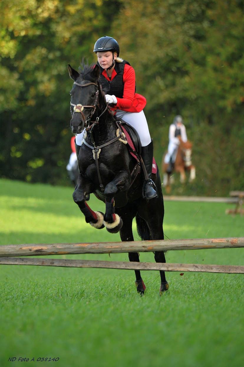 Tysk Sportspony Lady Chanel billede 1