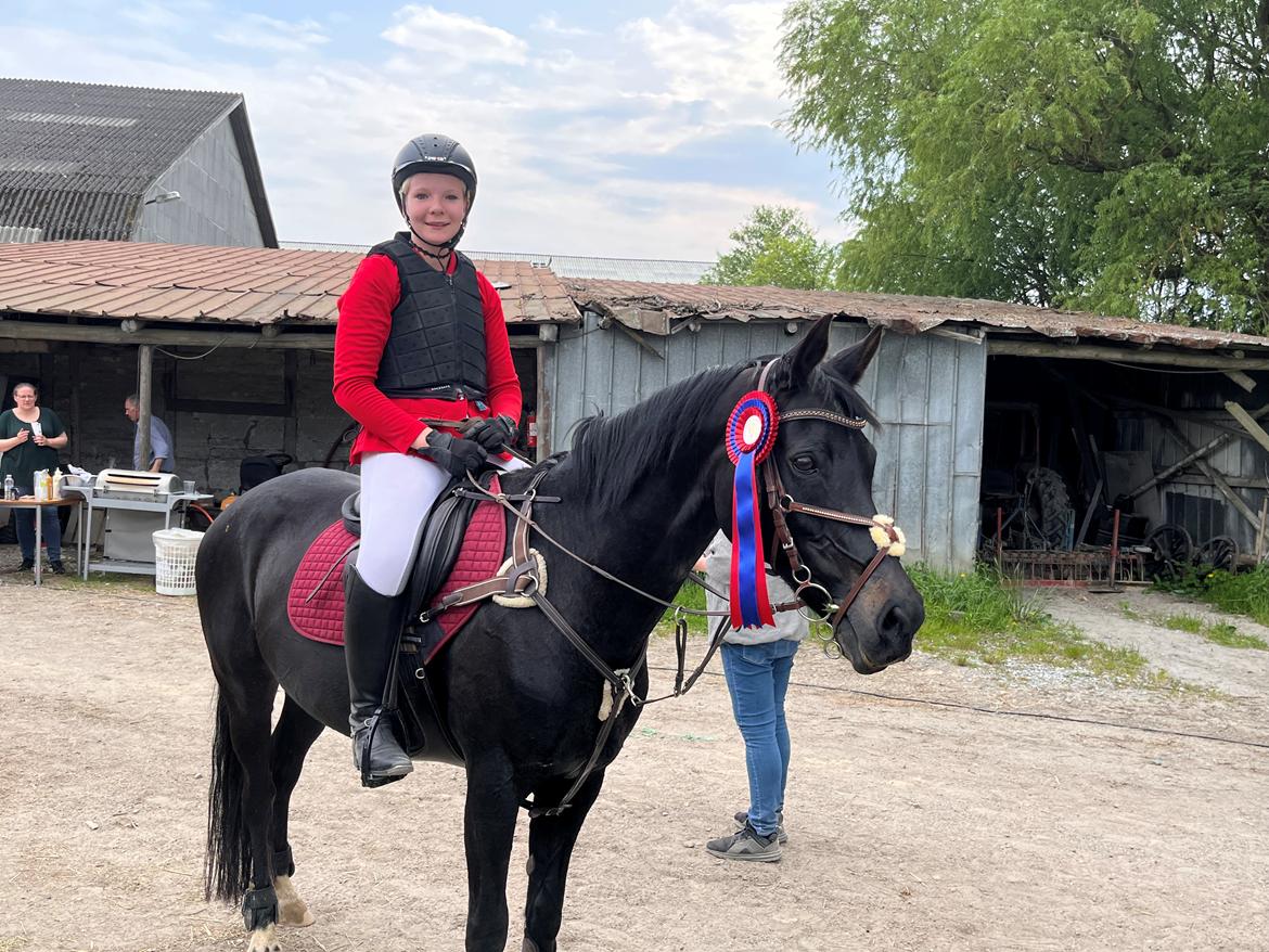 Tysk Sportspony Lady Chanel billede 3