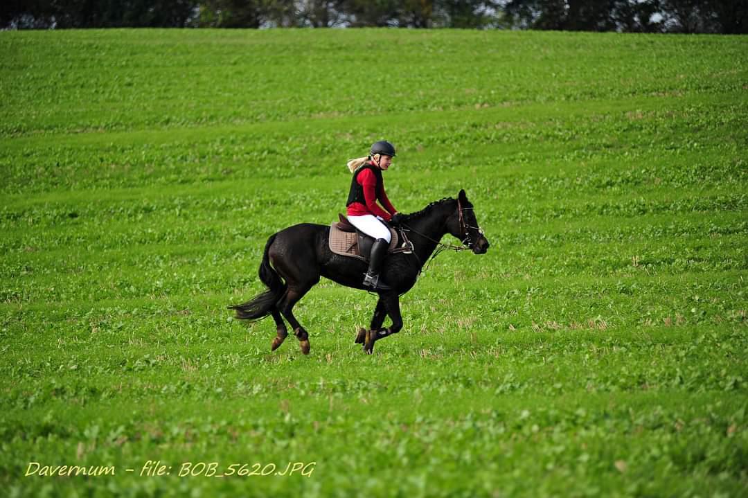 Tysk Sportspony Lady Chanel billede 6