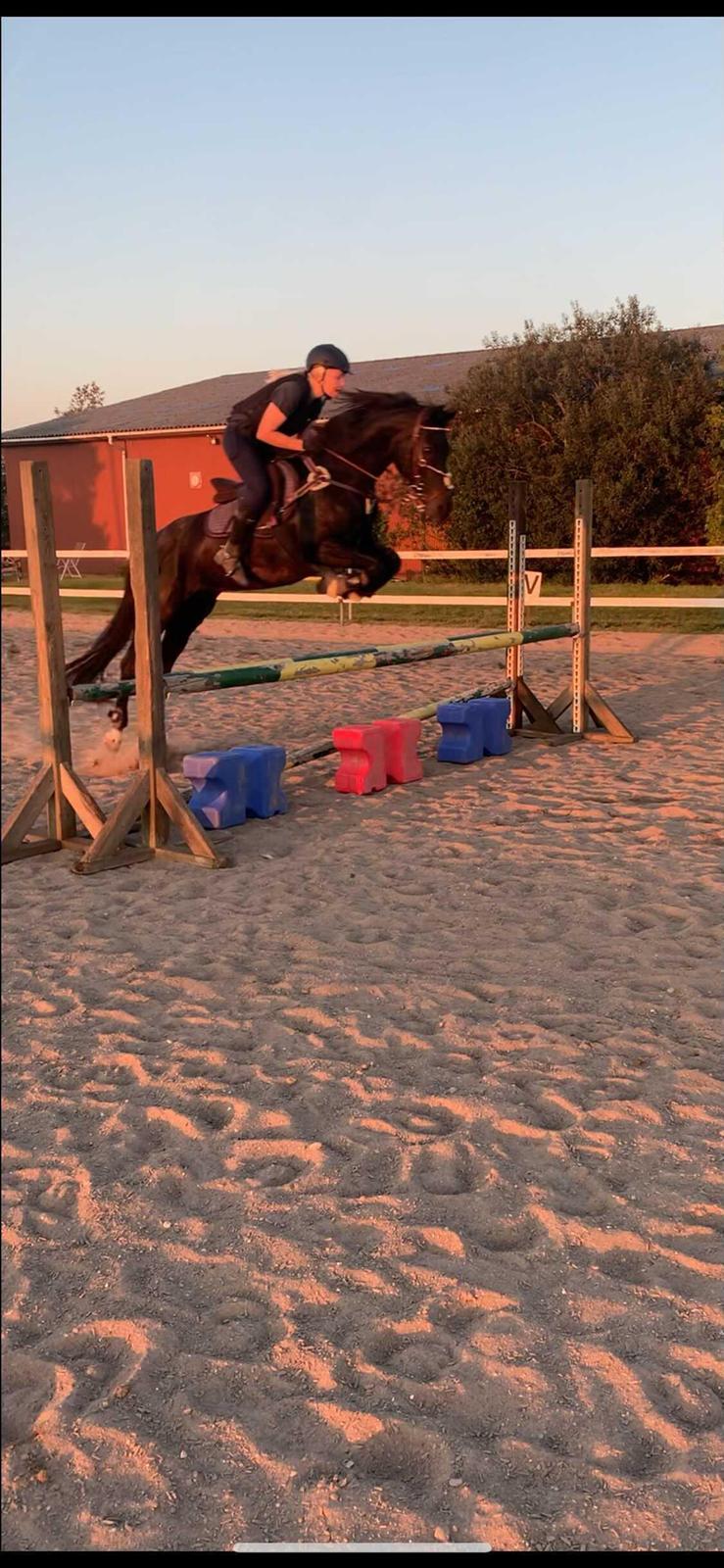 Tysk Sportspony Lady Chanel billede 8