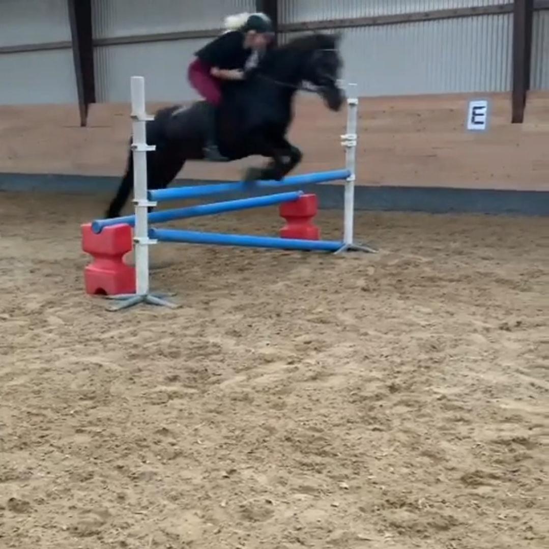 Tysk Sportspony Lady Chanel billede 10