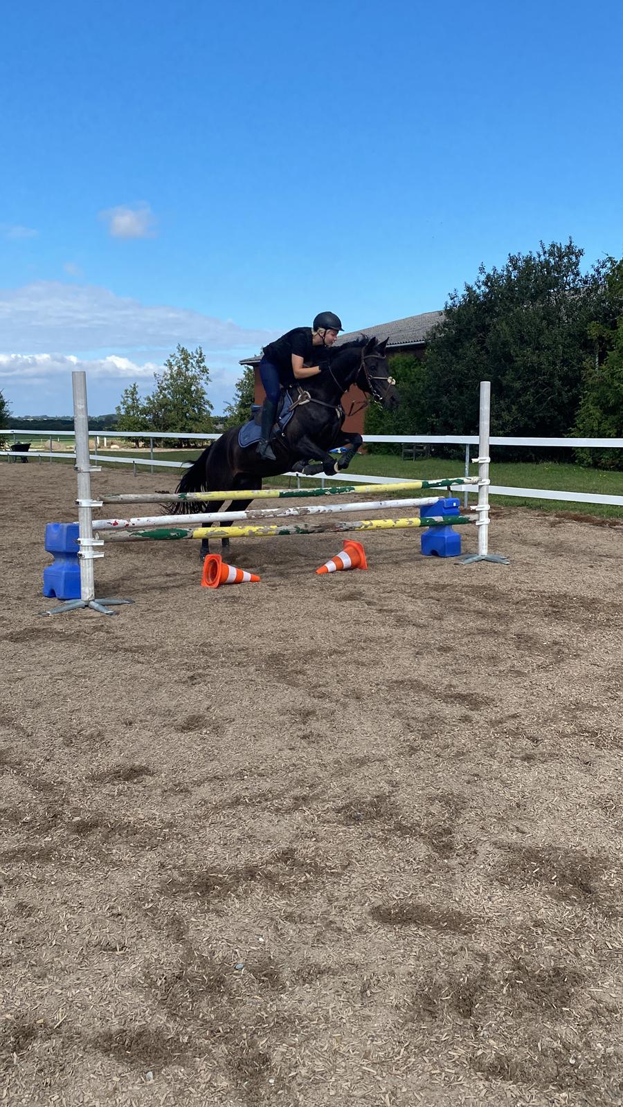 Tysk Sportspony Lady Chanel billede 12