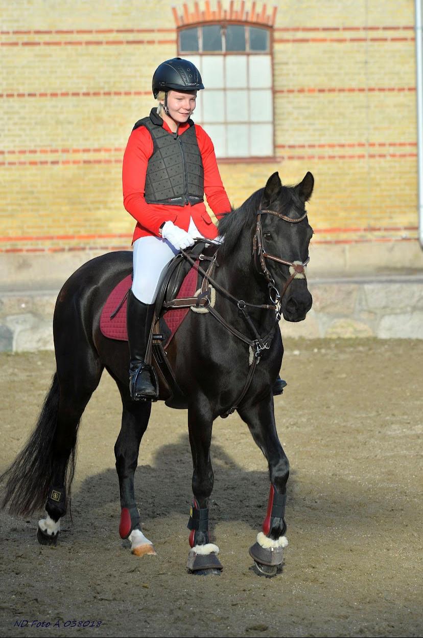 Tysk Sportspony Lady Chanel billede 14