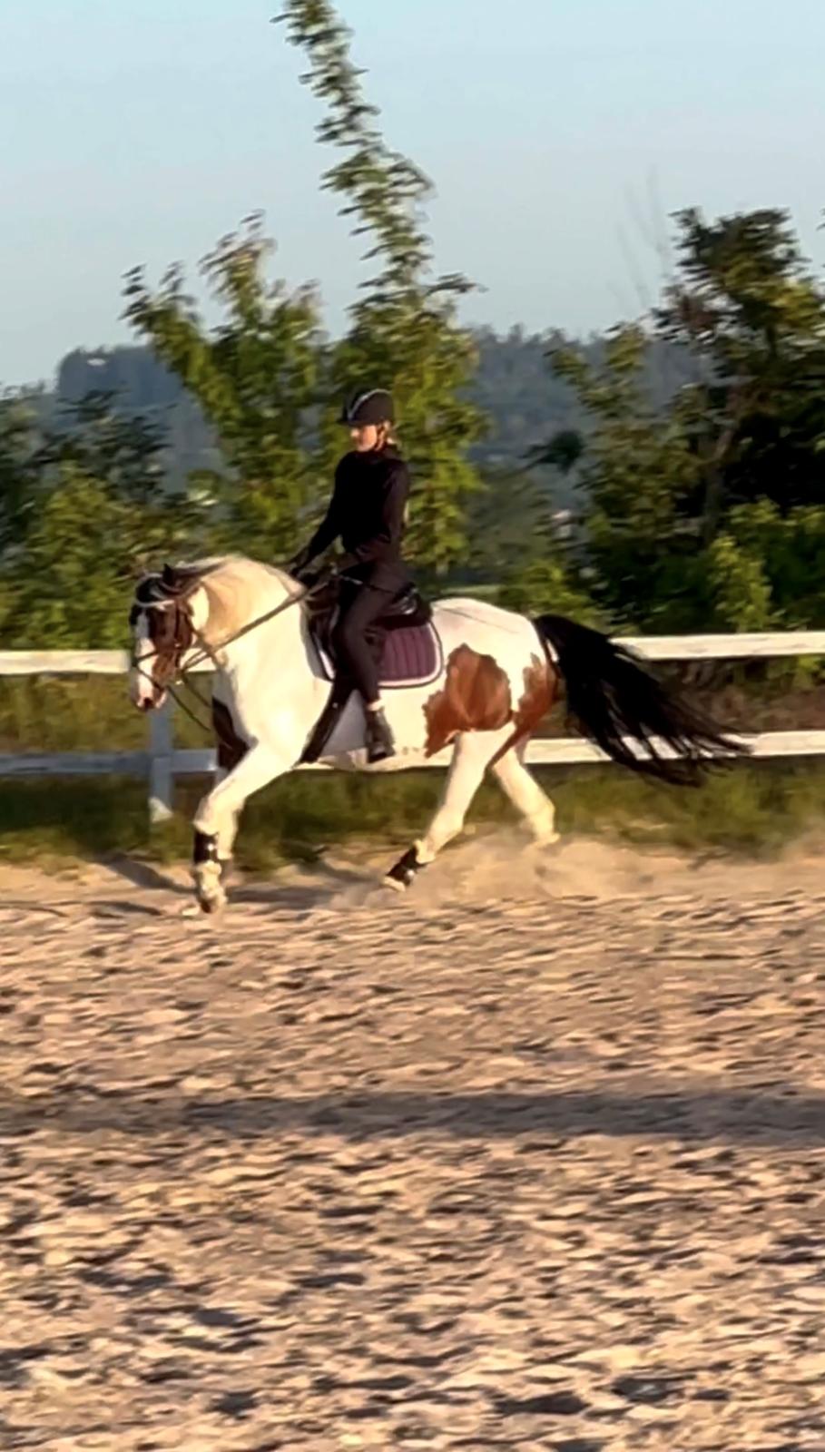 Pinto Indian Grace billede 3