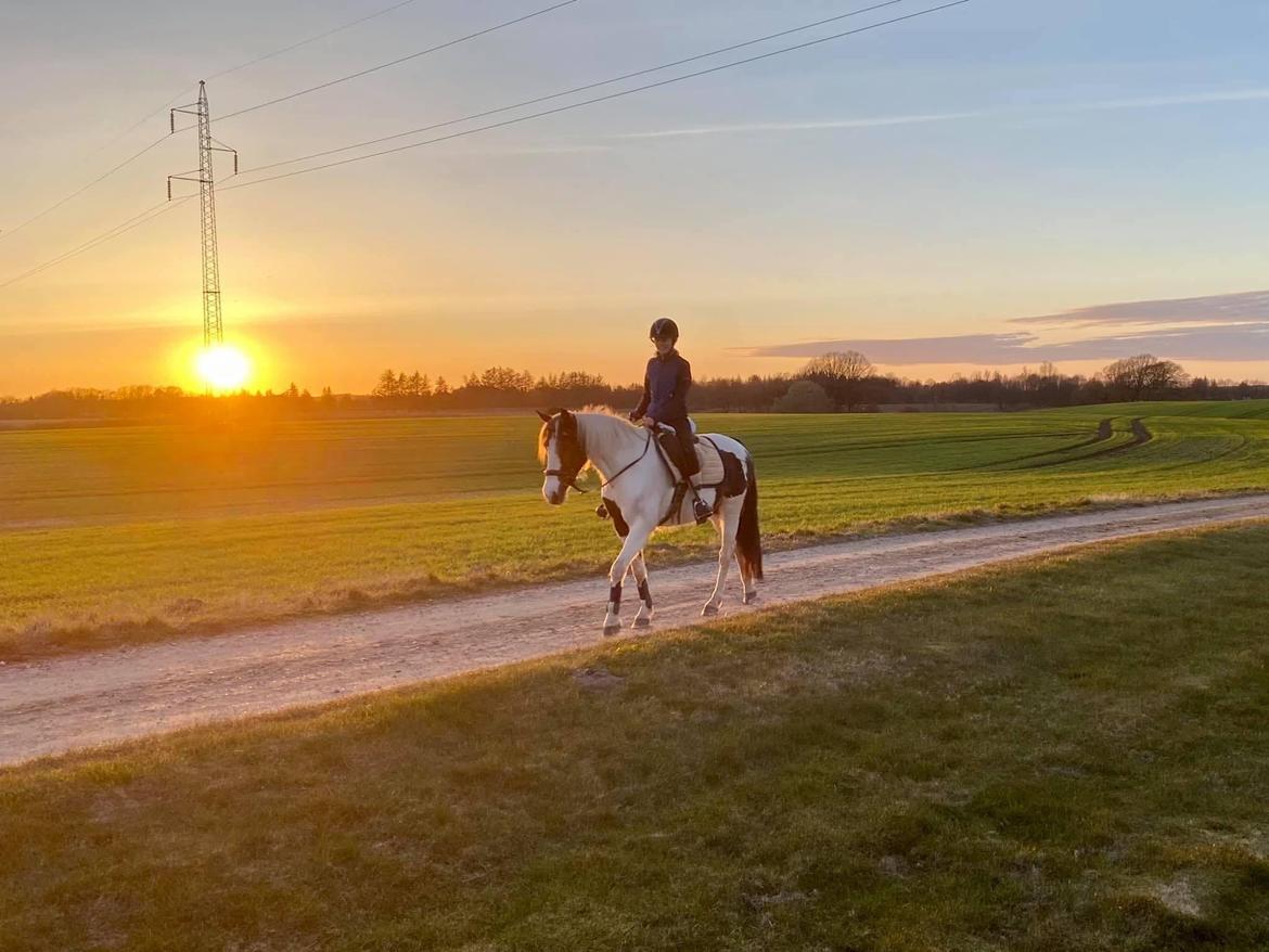 Pinto Indian Grace - ☀️🫶🏼 billede 5