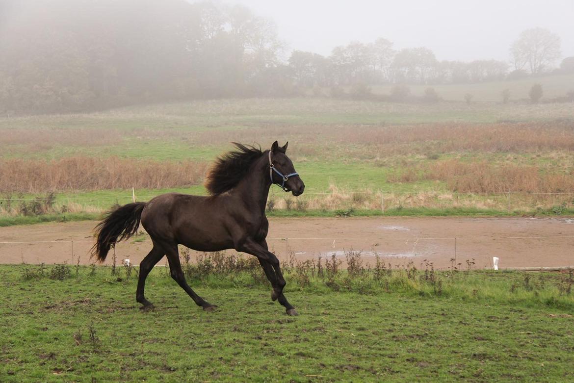 Pura Raza Española Pepino Pil billede 2