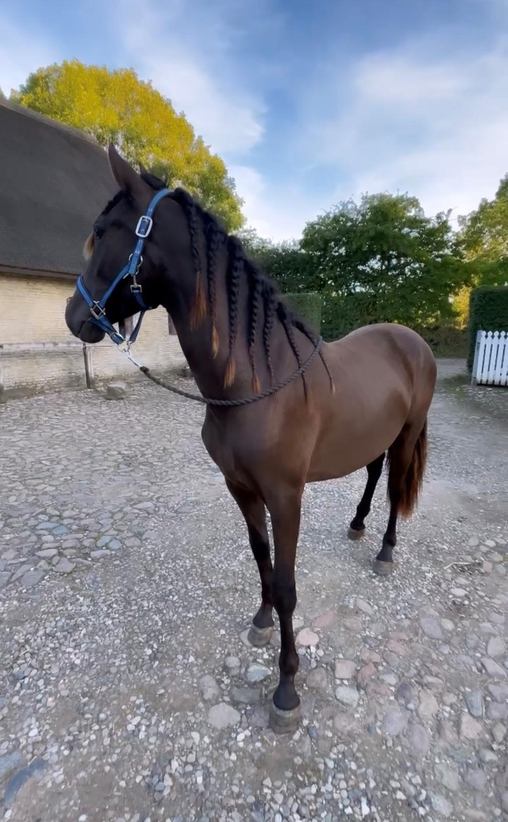 Pura Raza Española Pepino Pil billede 1