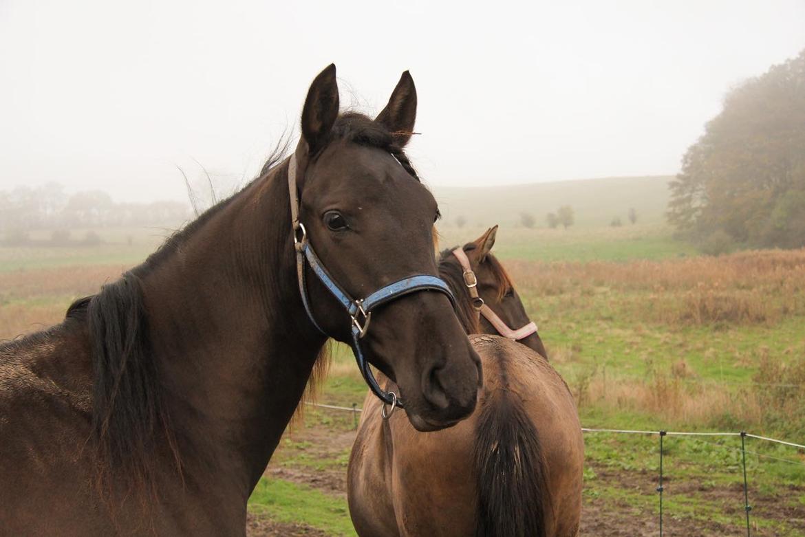 Pura Raza Española Pepino Pil billede 3