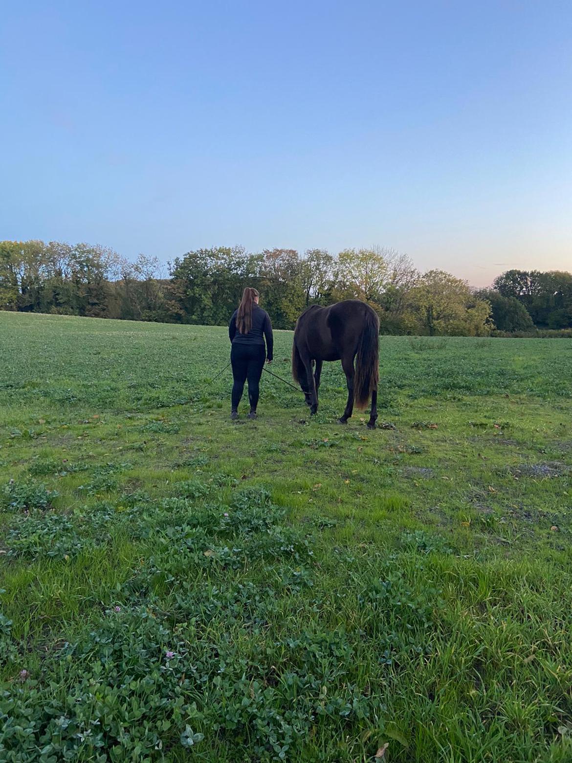 Pura Raza Española Pepino Pil billede 5