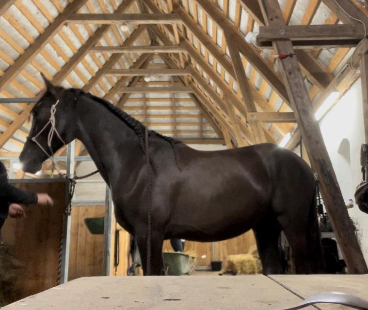 Pura Raza Española Pepino Pil billede 7