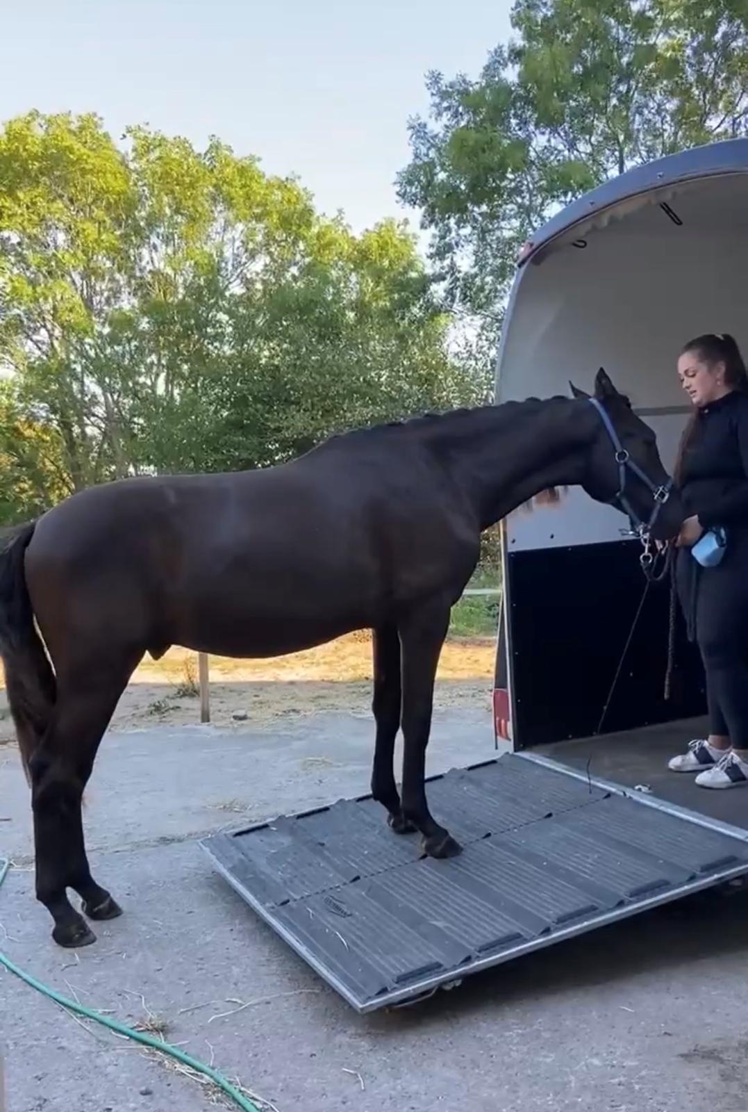 Pura Raza Española Pepino Pil billede 8