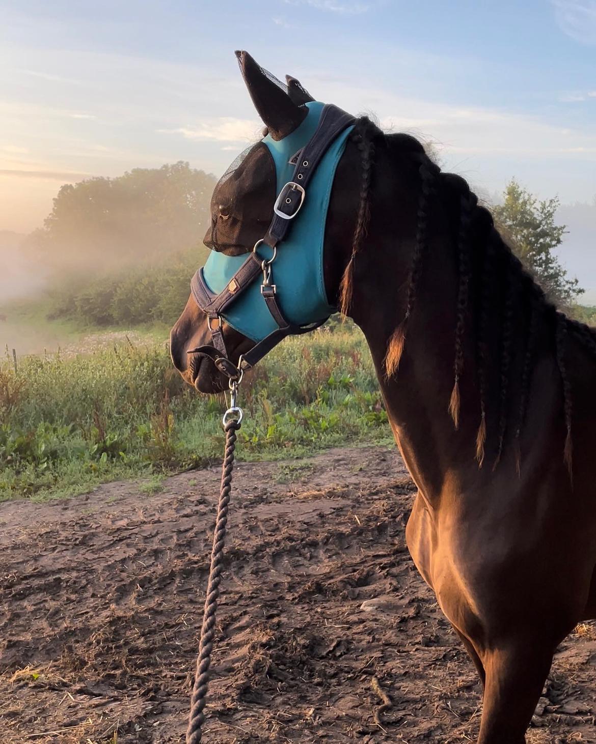 Pura Raza Española Pepino Pil billede 9