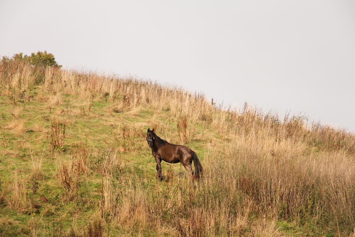 Pura Raza Española Pepino Pil billede 4