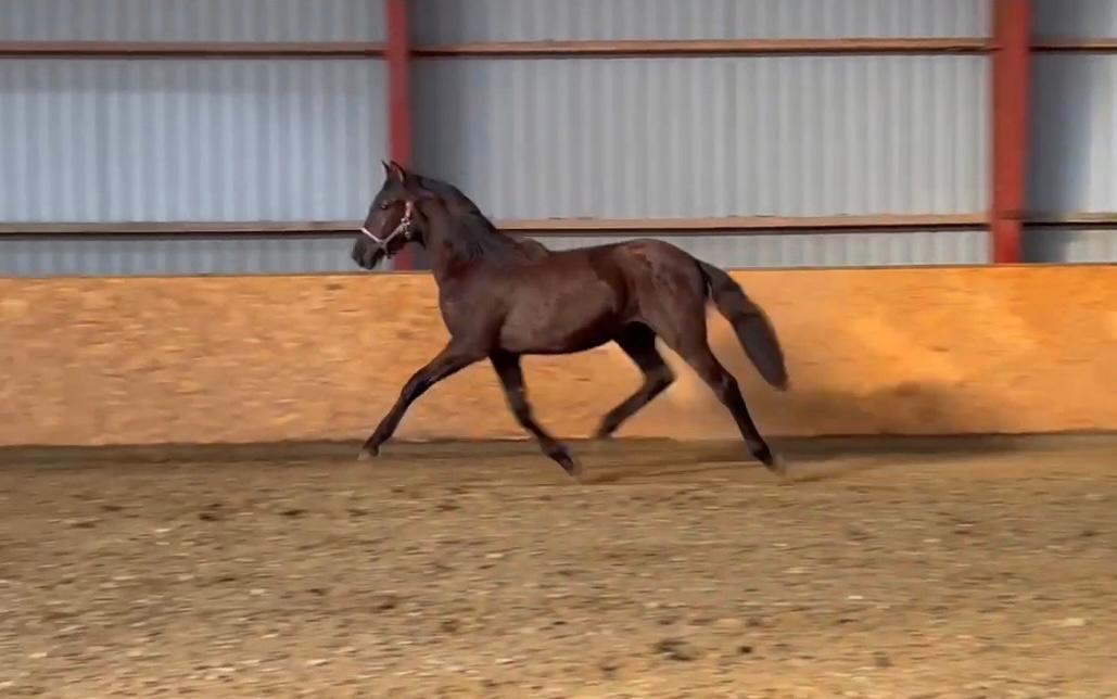 Pura Raza Española Pepino Pil billede 11