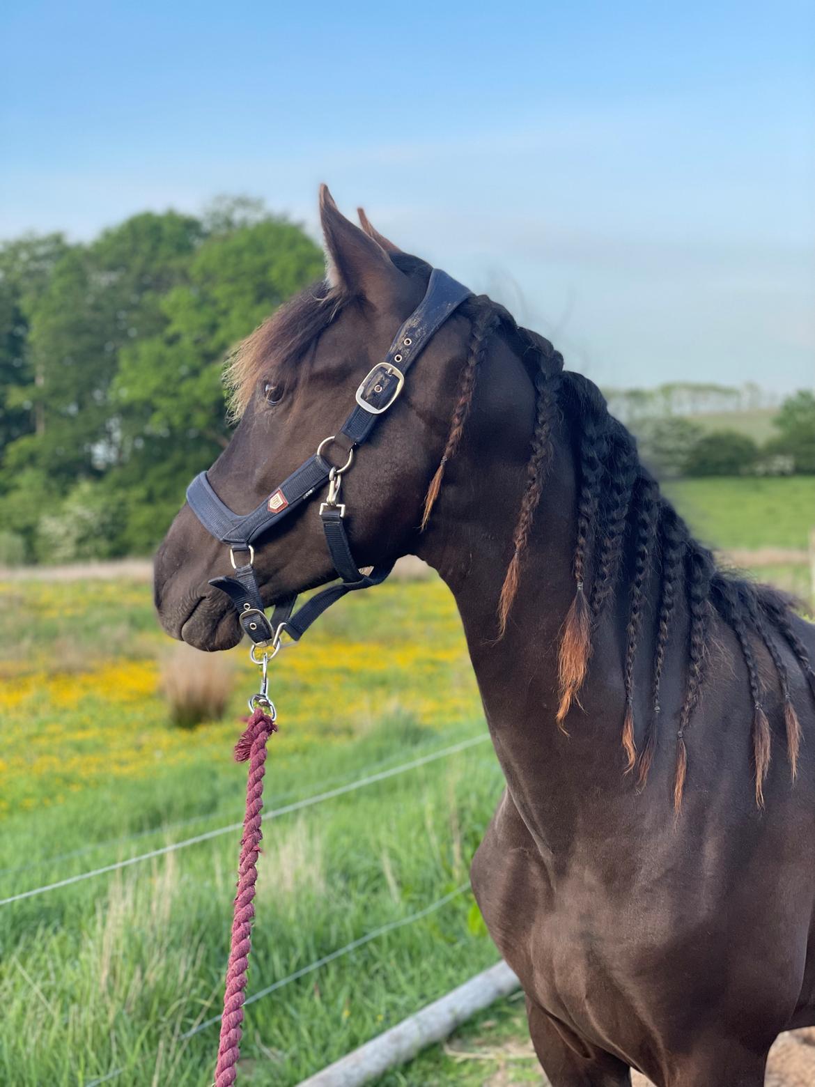 Pura Raza Española Pepino Pil billede 12