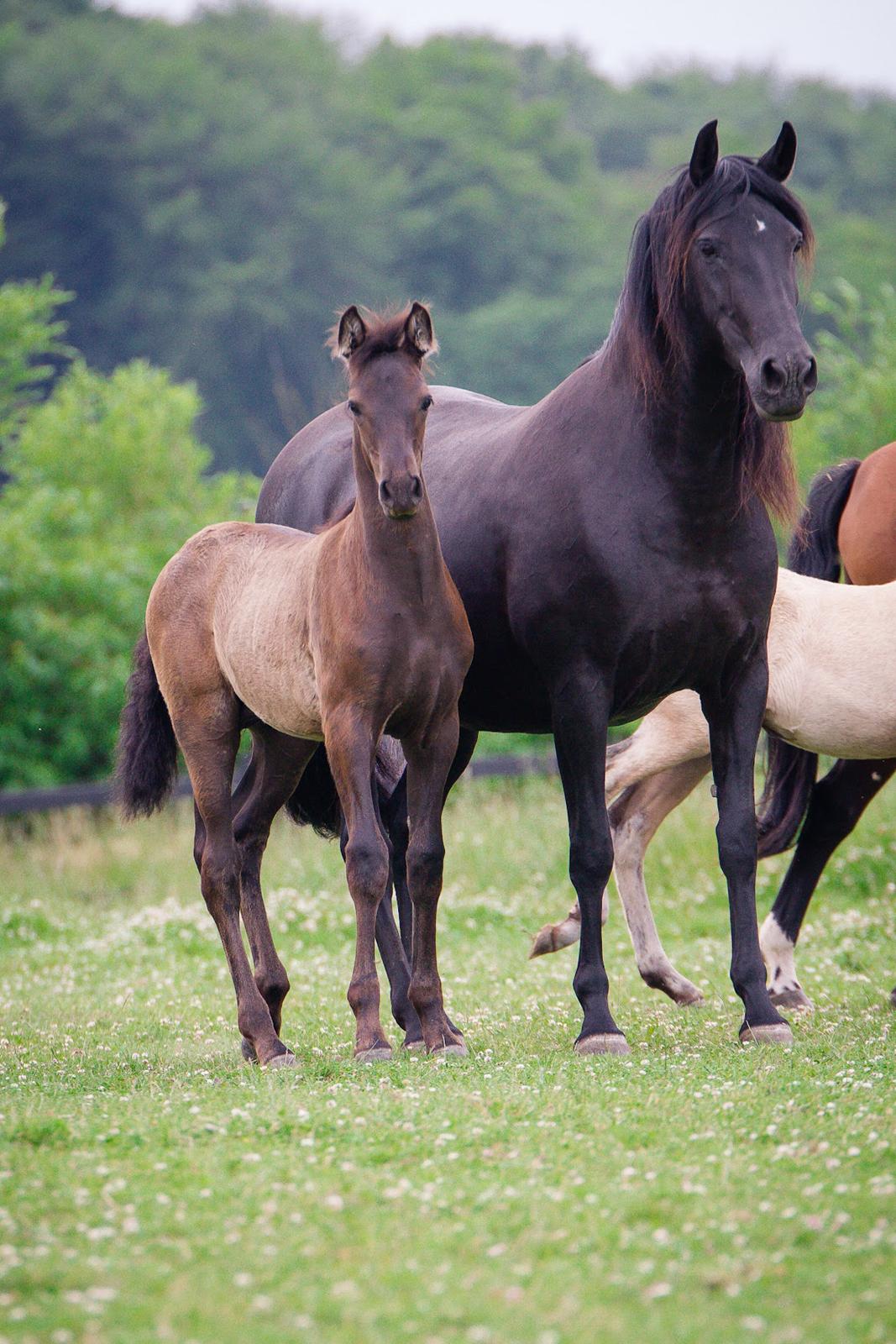 Pura Raza Española Pepino Pil billede 14