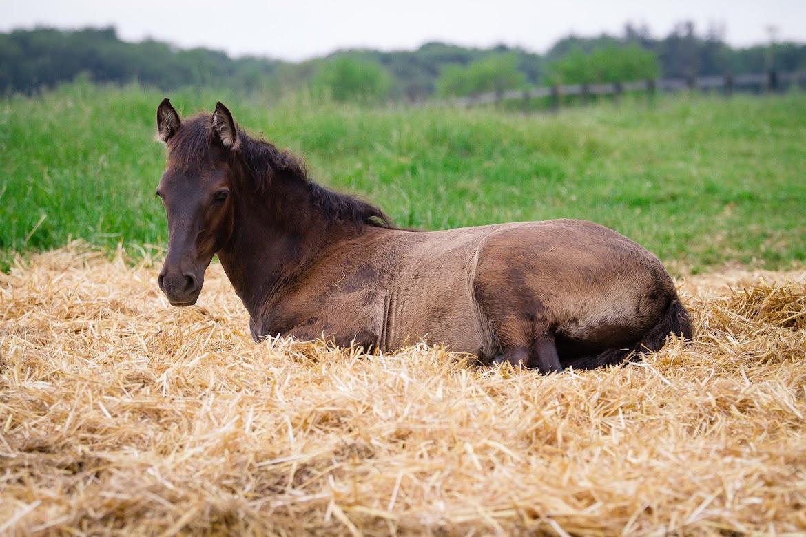 Pura Raza Española Pepino Pil billede 16
