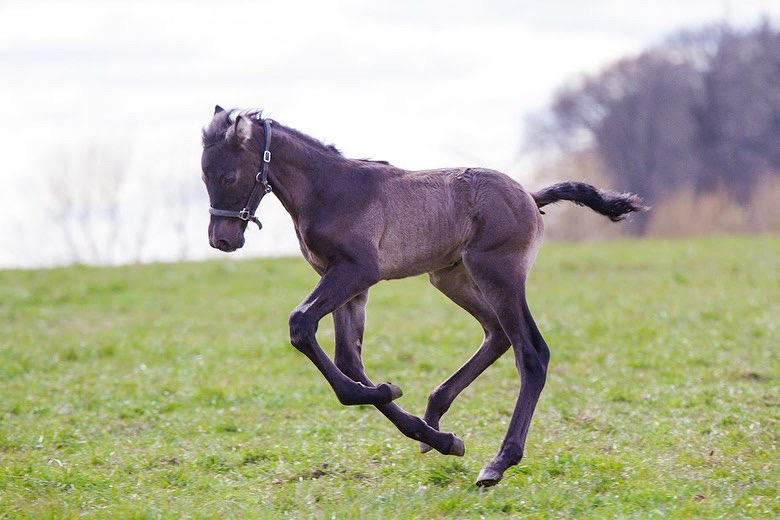 Pura Raza Española Pepino Pil billede 17