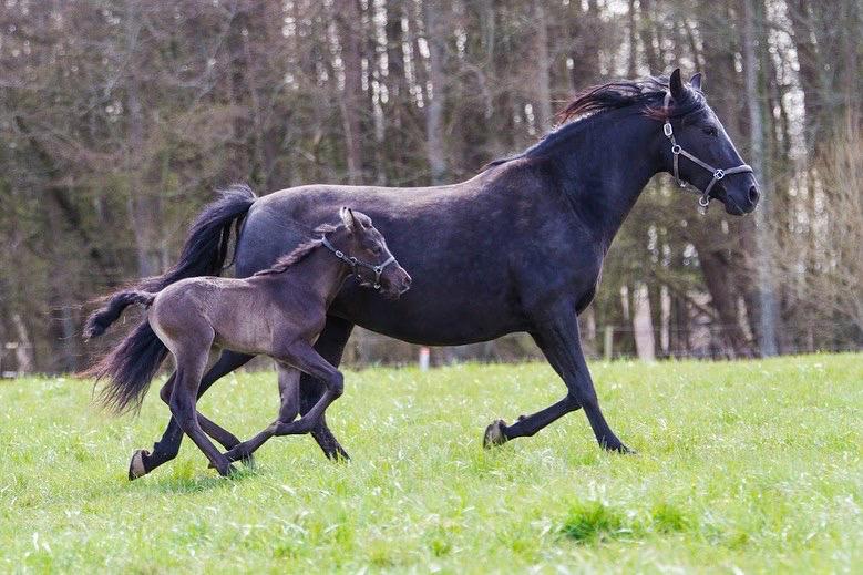 Pura Raza Española Pepino Pil billede 18