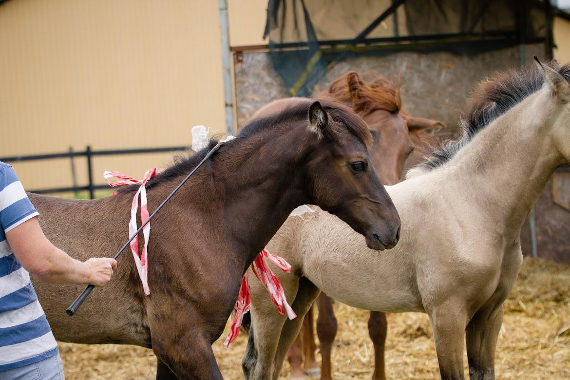 Pura Raza Española Pepino Pil billede 15