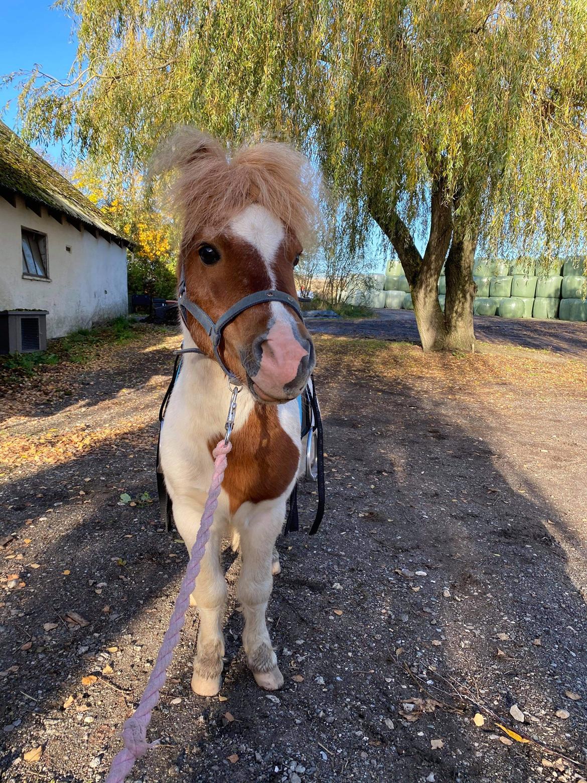 Anden særlig race Tequila solgt billede 1