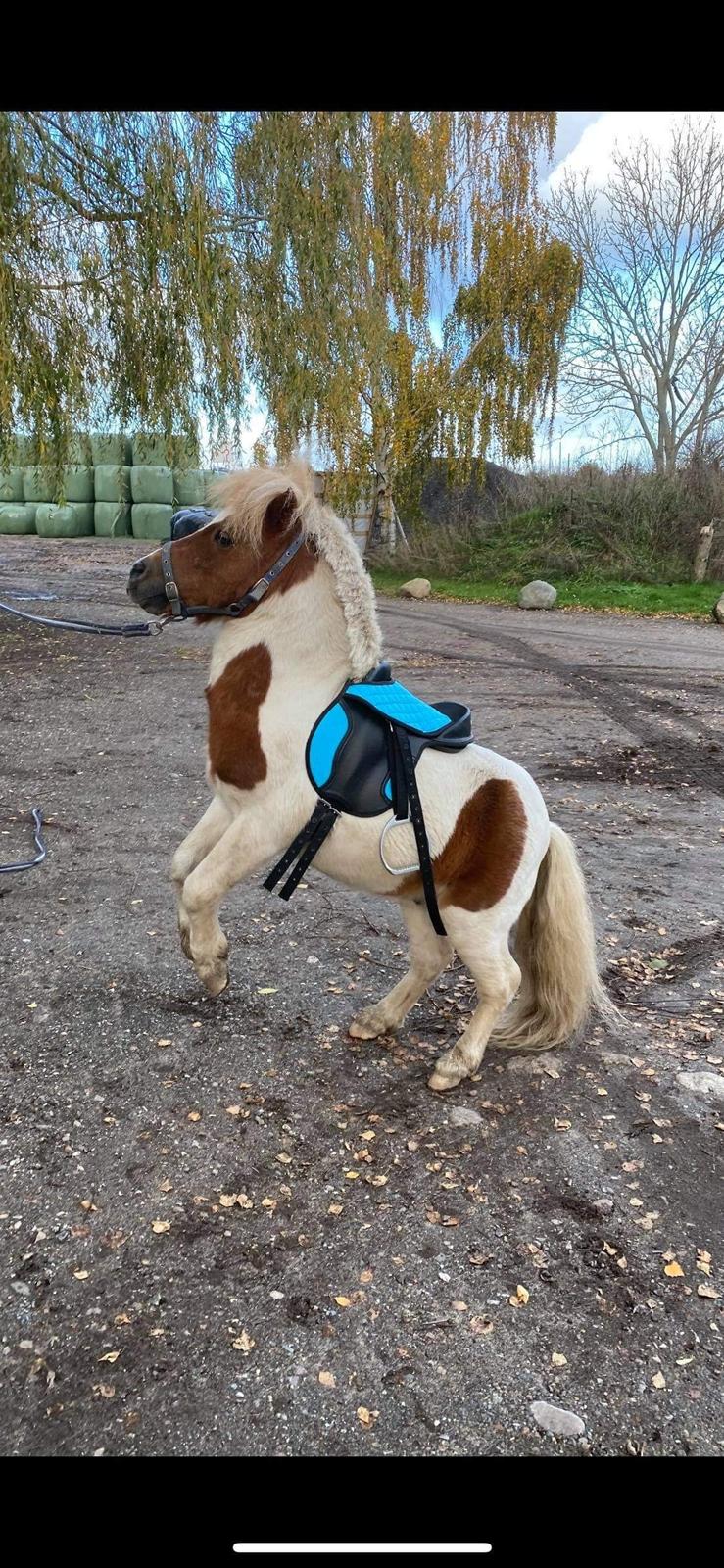 Anden særlig race Tequila solgt billede 4