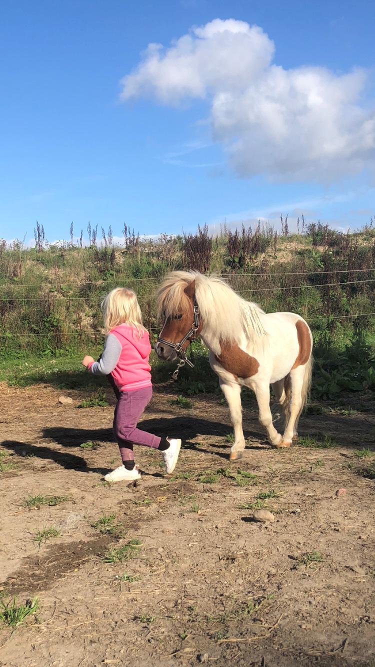 Anden særlig race Tequila solgt billede 3