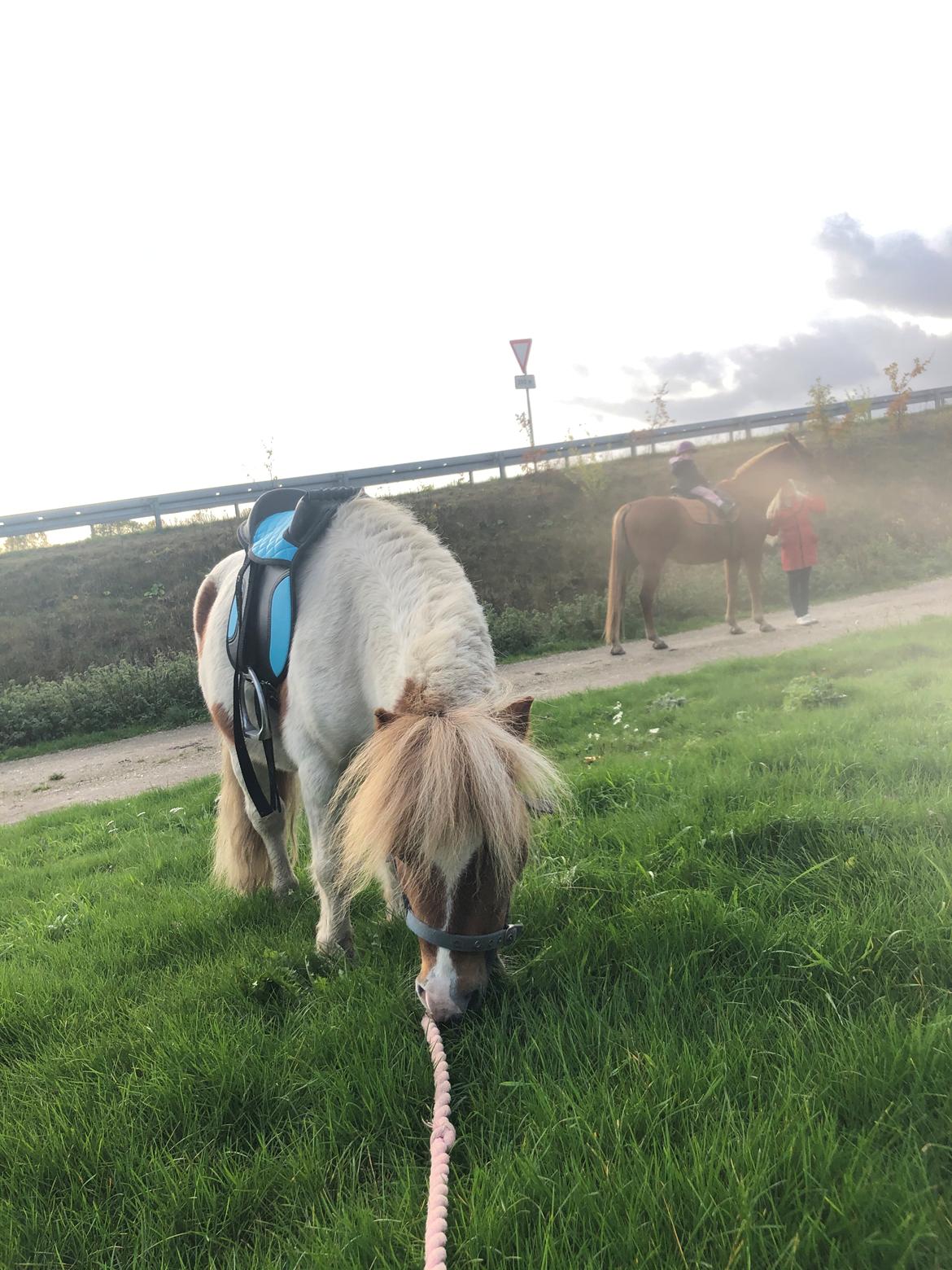 Anden særlig race Tequila solgt billede 5