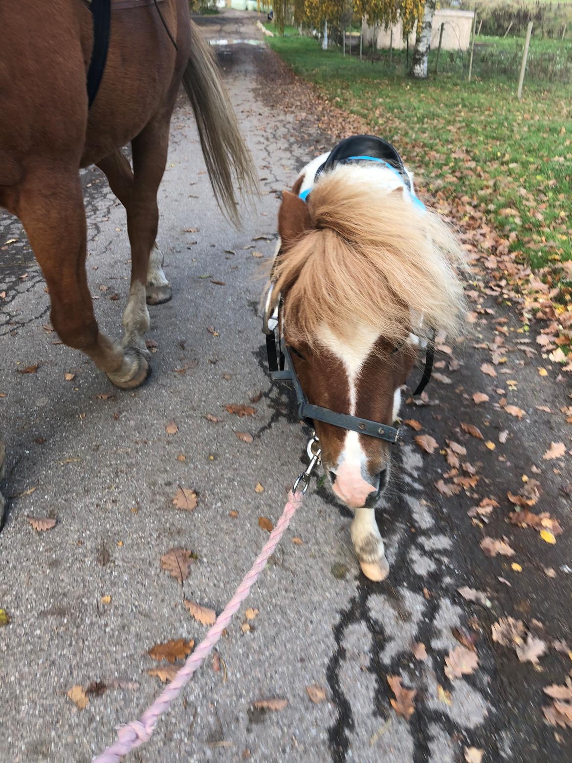 Anden særlig race Tequila solgt billede 6