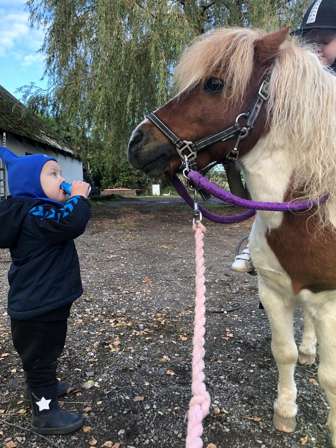 Anden særlig race Tequila solgt billede 8