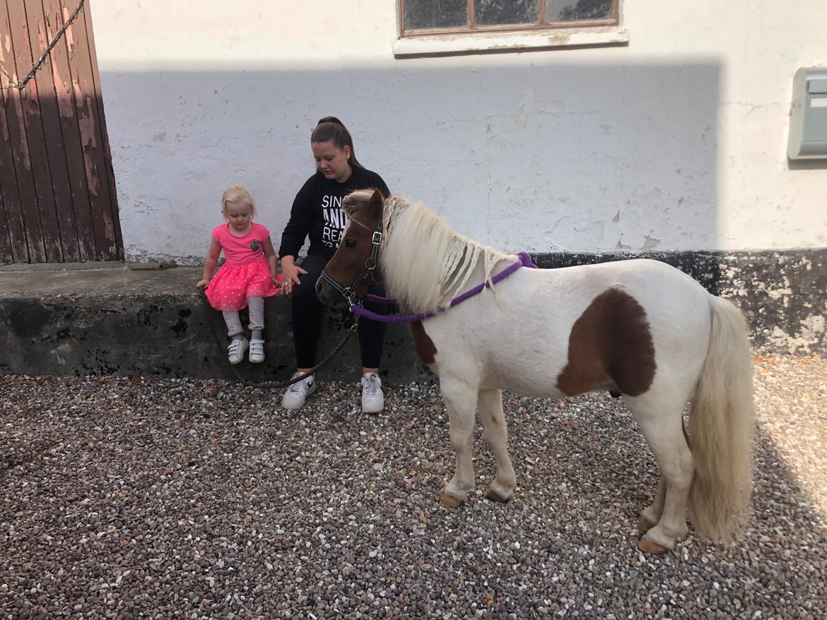 Anden særlig race Tequila solgt billede 9