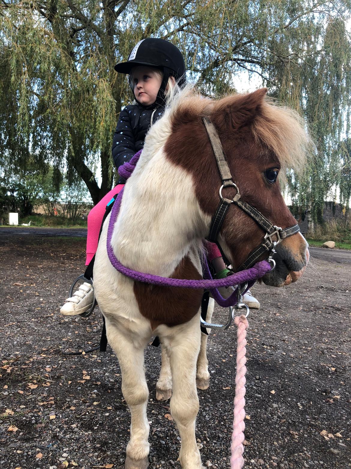 Anden særlig race Tequila solgt billede 10