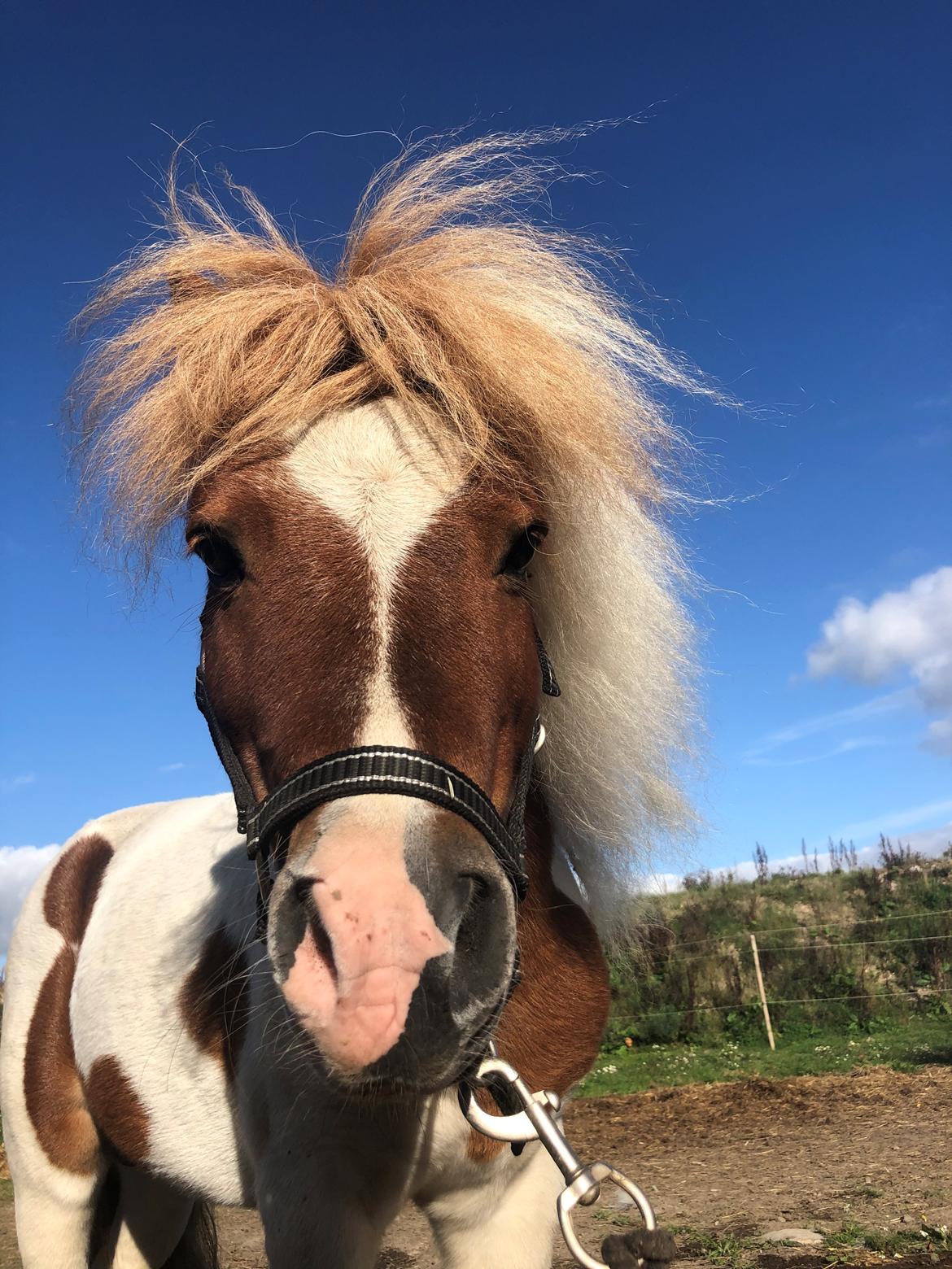 Anden særlig race Tequila solgt billede 11
