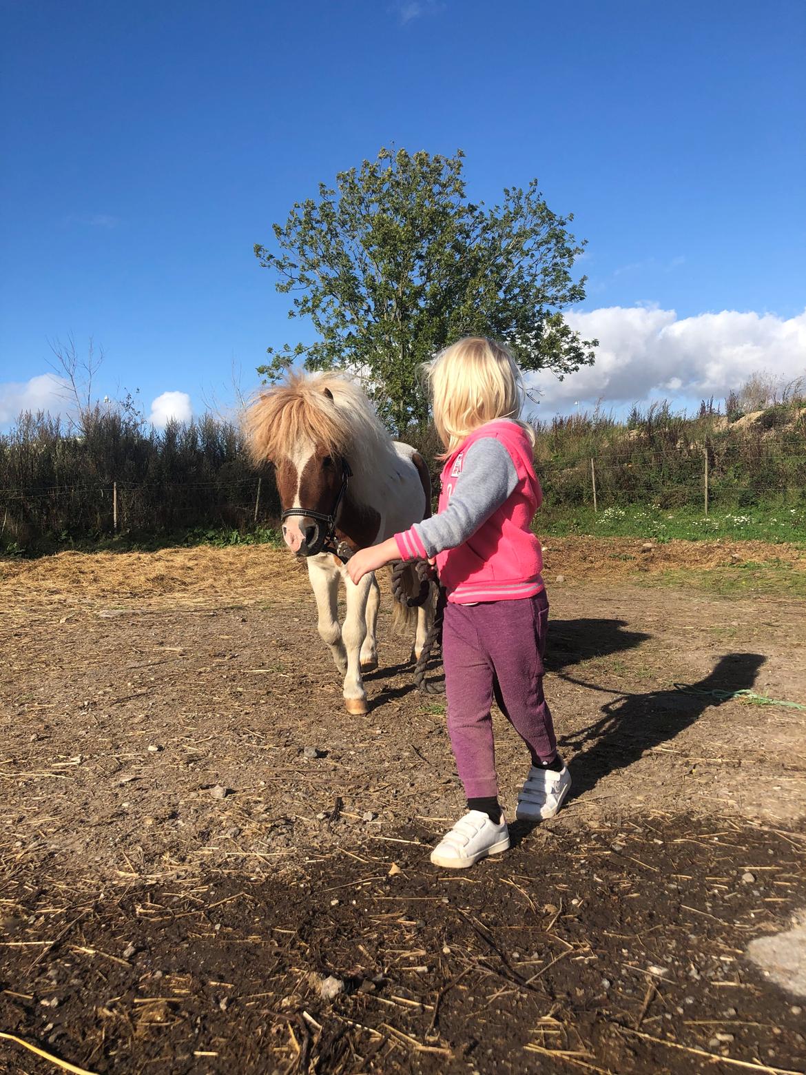 Anden særlig race Tequila solgt billede 14
