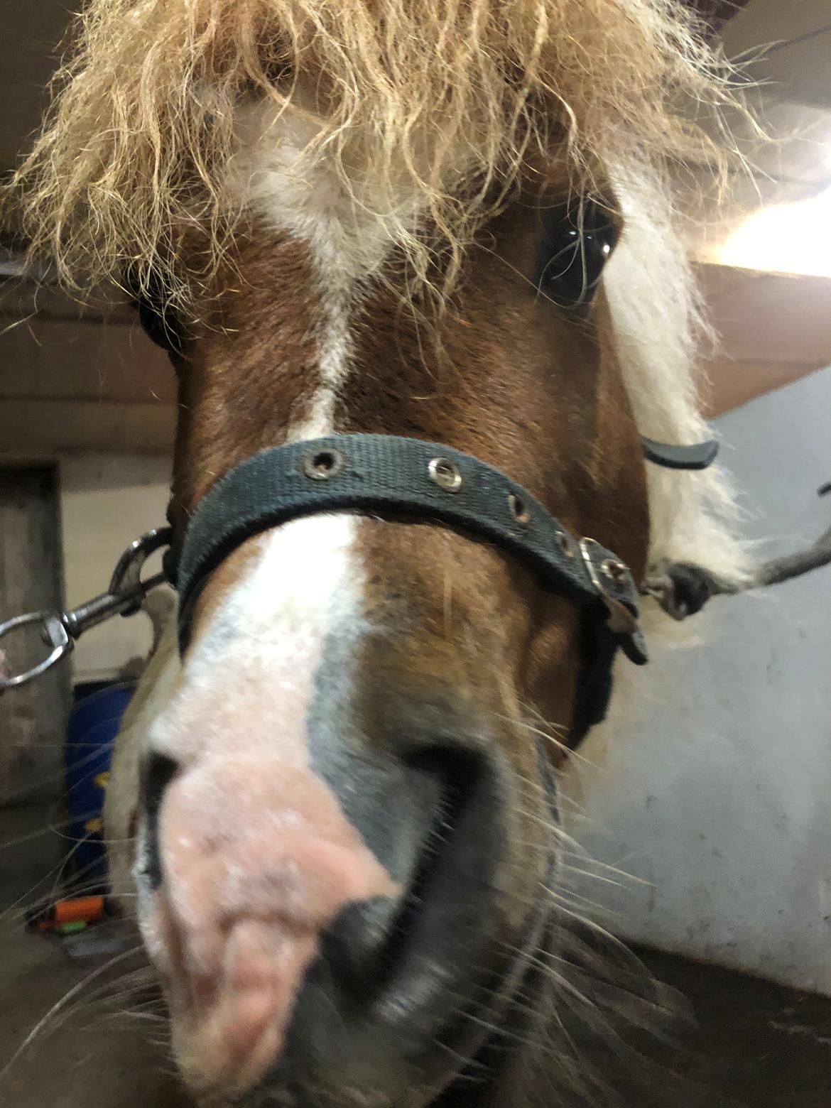 Anden særlig race Tequila solgt billede 7