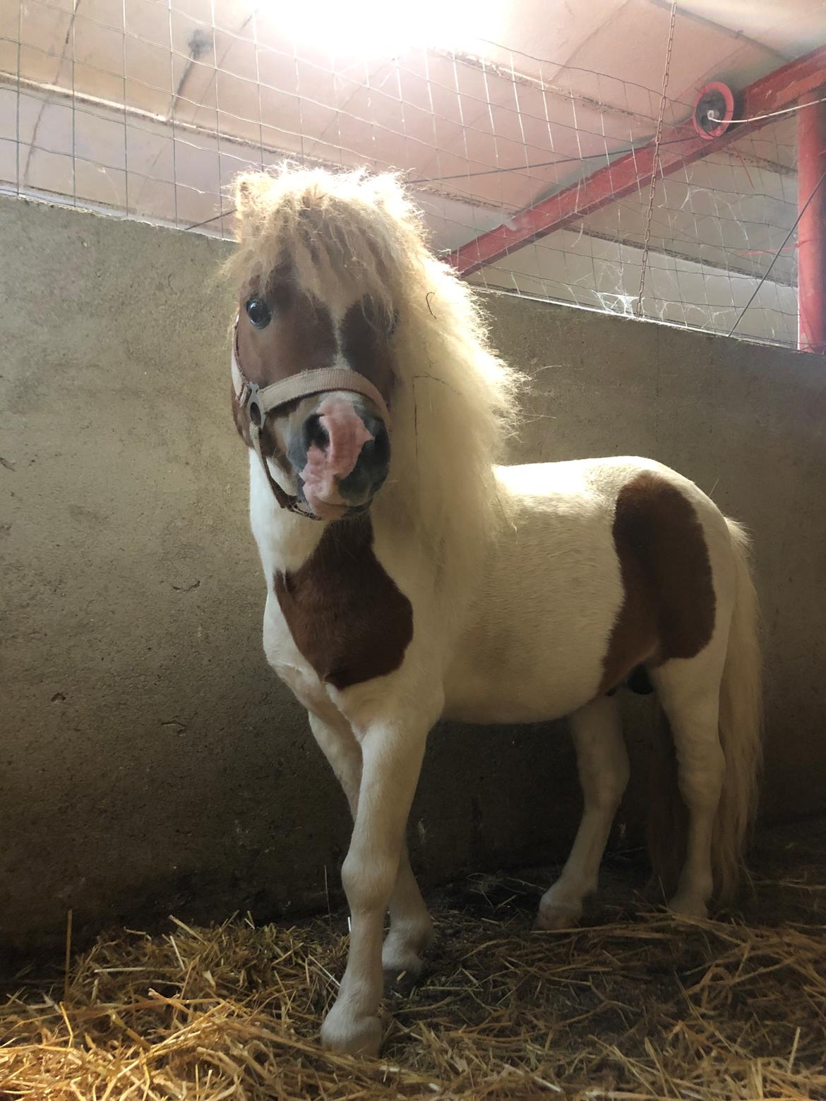 Anden særlig race Tequila solgt billede 16
