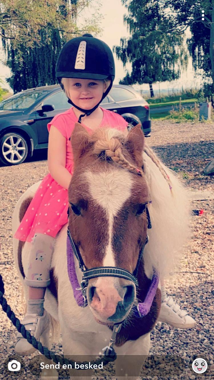 Anden særlig race Tequila solgt billede 13