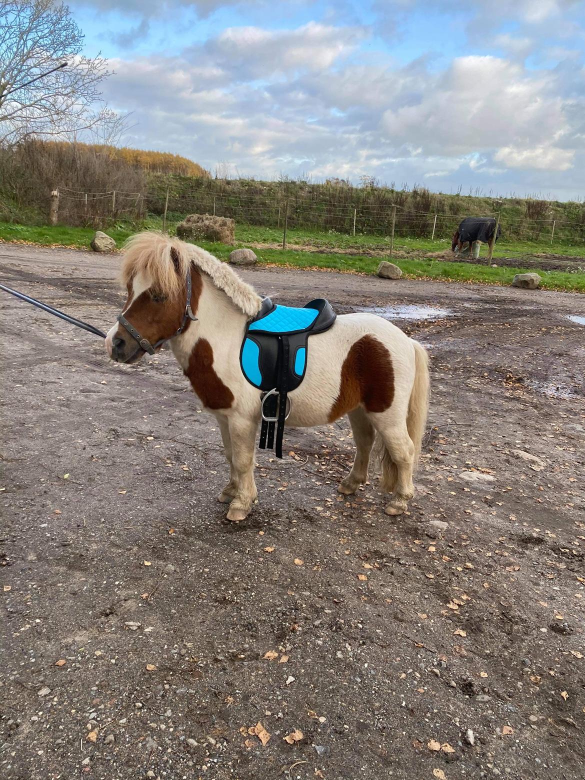 Anden særlig race Tequila solgt billede 15