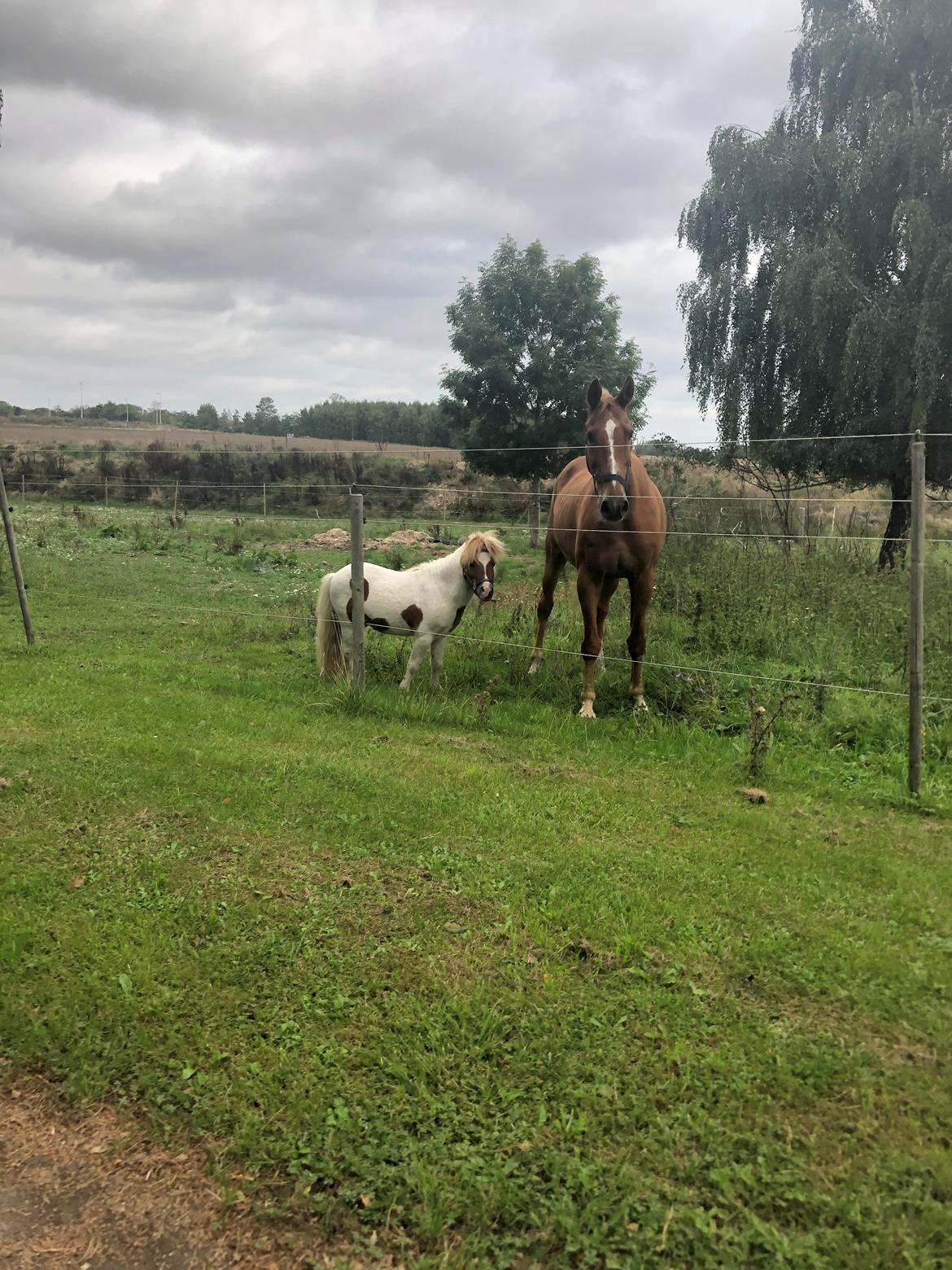 Anden særlig race Tequila solgt billede 12